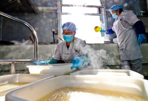甘肅張掖 粉皮面筋走俏市場，農副產品銷售新引擎