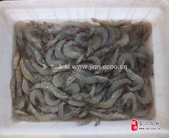 品江鮮，選集安——天天活海鮮與鴨綠江特產淡水魚批發(fā)及農副產品銷售指南